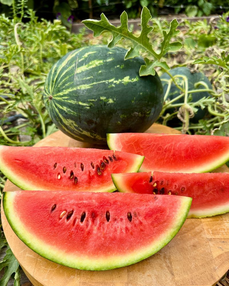 Watermelon Fruit Bowl Serves Double Duty