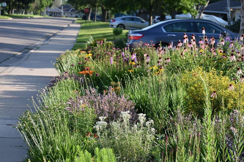 Embrace Native Plants