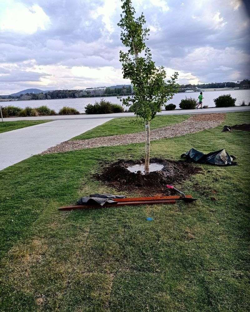 Create Watering Basins For Trees And Shrubs