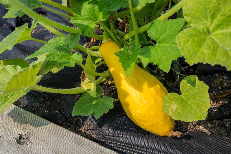 Keep Leaves Intact During Harvest