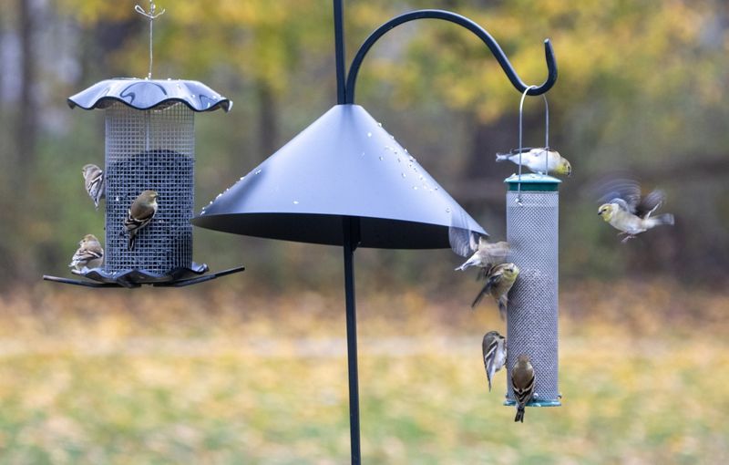 Relocate Bird Feeders