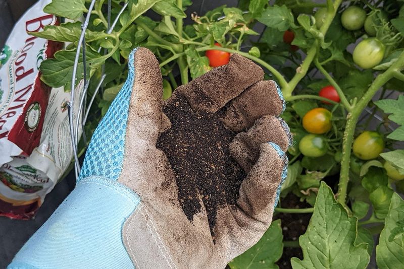 Sprinkle Blood Meal Fertilizer