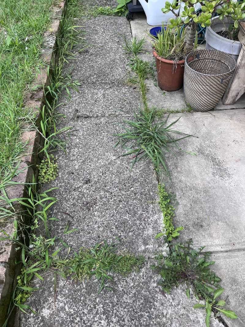 Pour Boiling Water On Persistent Weeds
