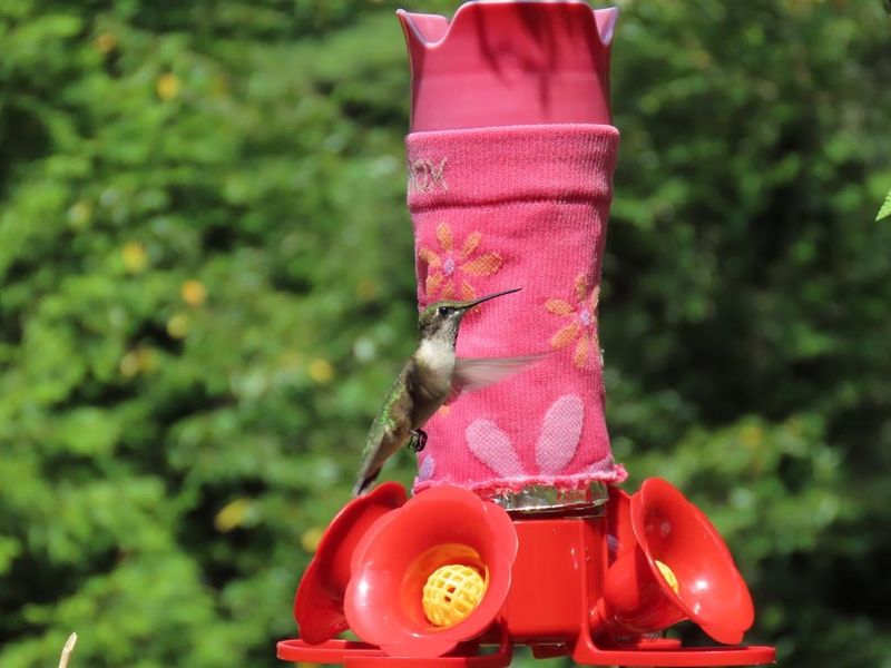 Maintain Bird Feeders Properly