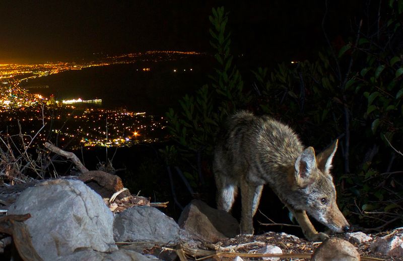 DON'T Feed Coyotes
