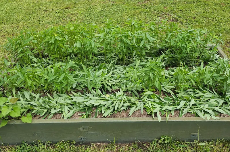 Plant Cover Crops In Vacant Beds