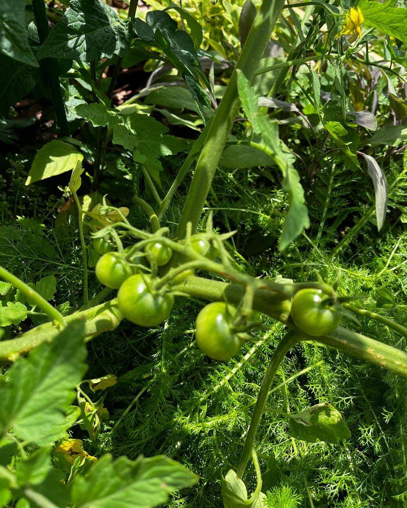Increase Potassium Before Fruiting