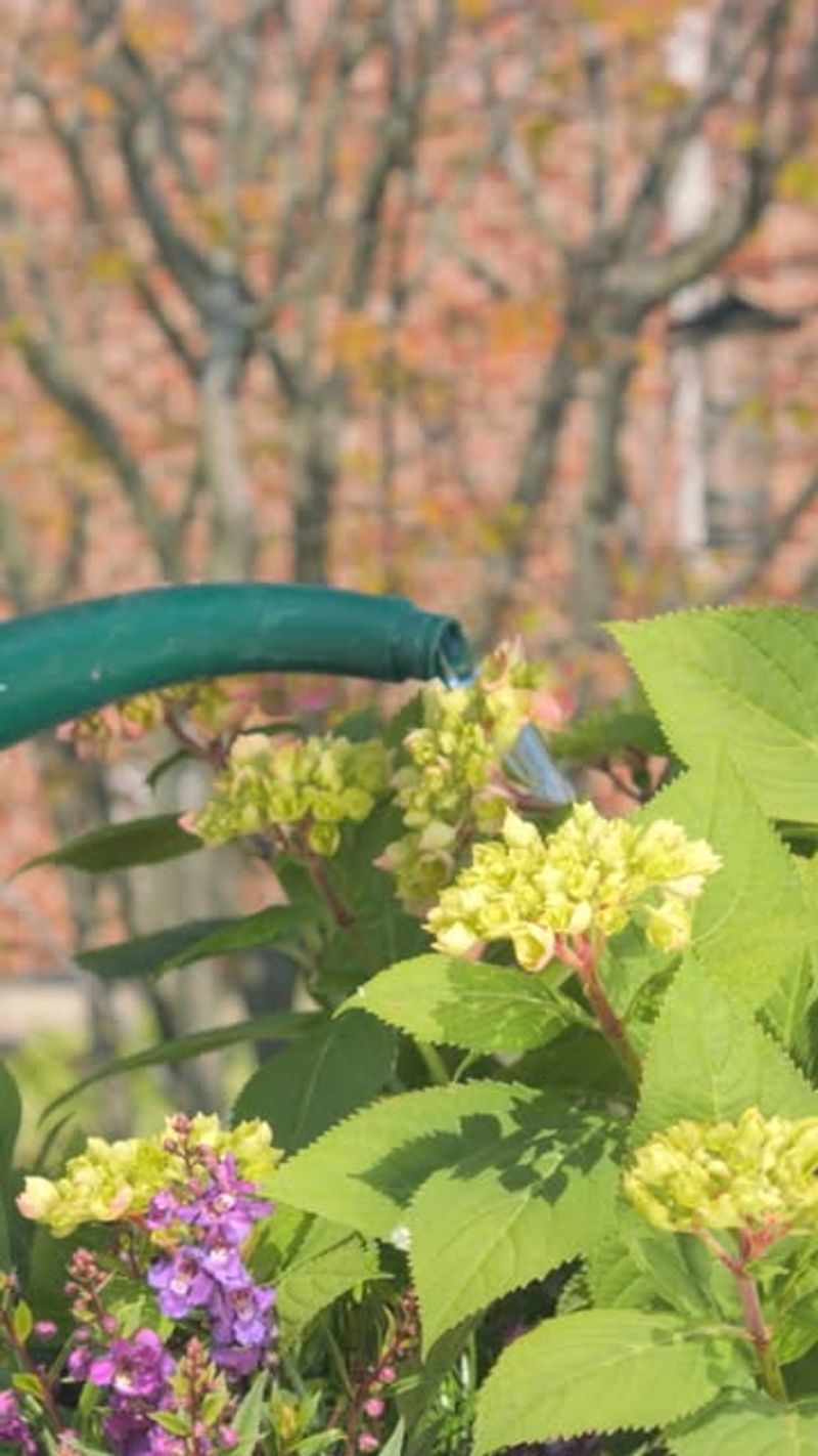 Master Container Watering Techniques
