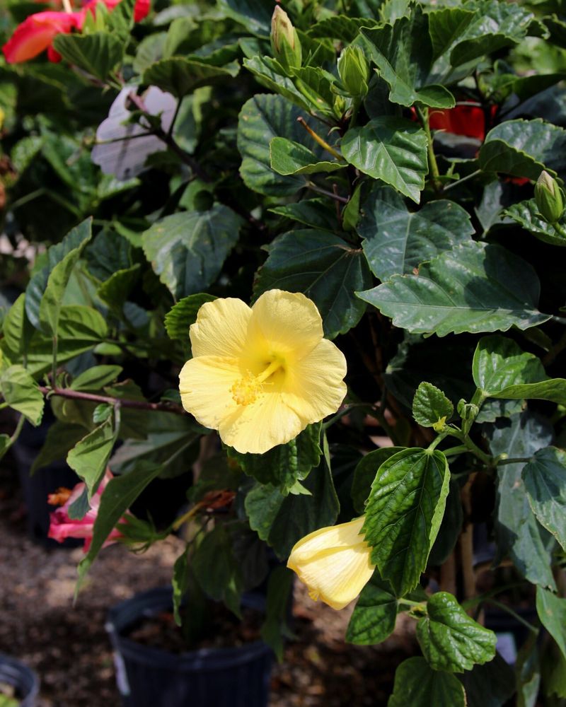Plant Heat-Tolerant Varieties