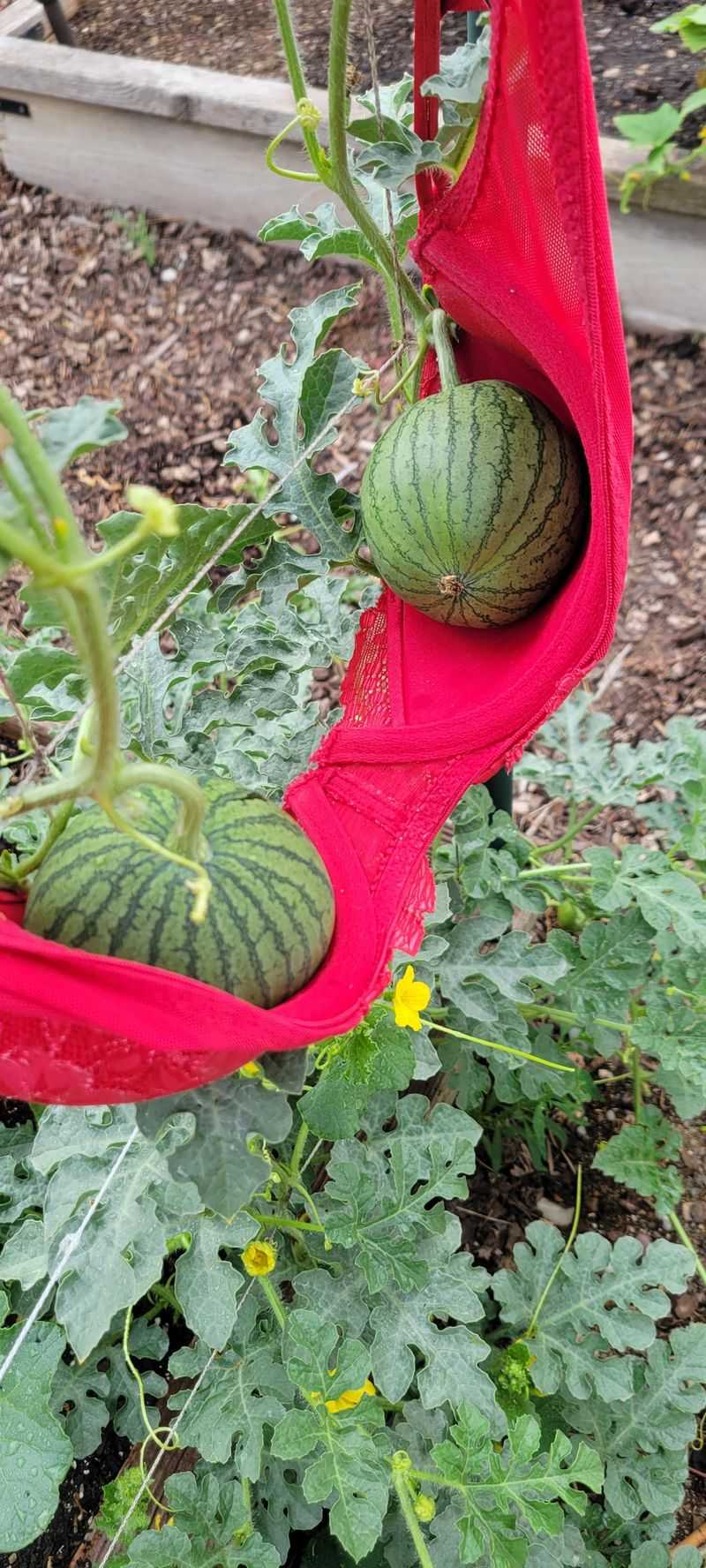 Create Support Slings For Growing Fruits