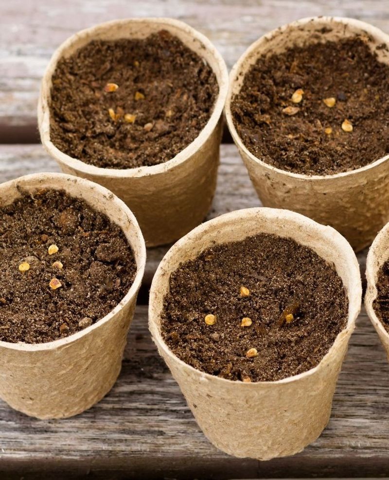 Sow Seeds At The Correct Depth