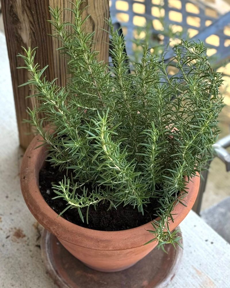 Terracotta Pots Are Your Friend