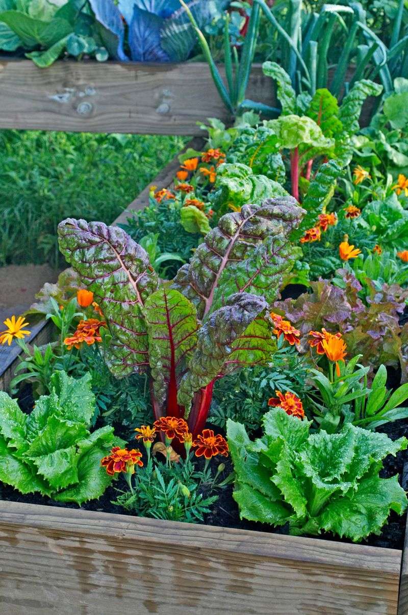 Ignoring Companion Planting Benefits
