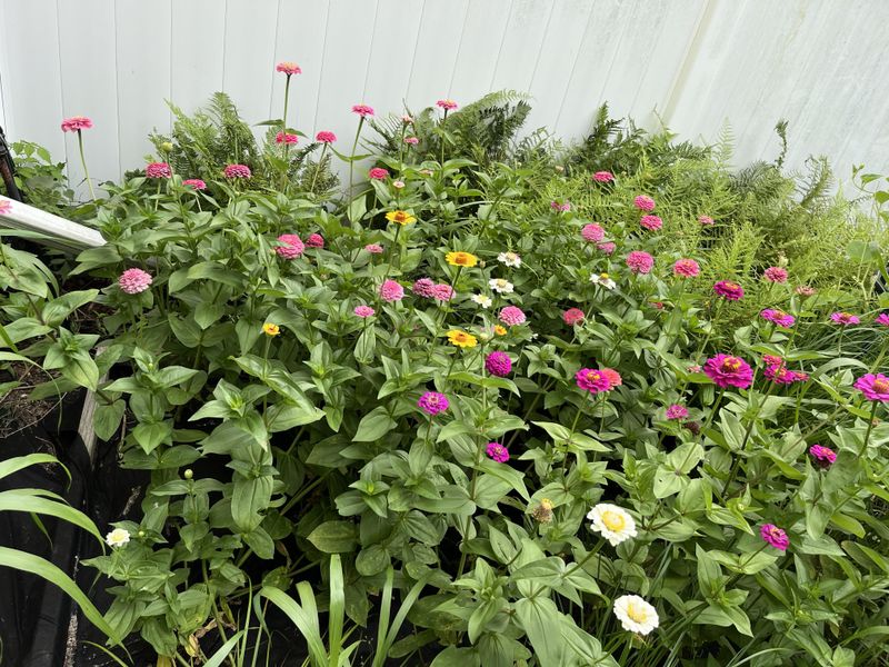 Skipping Succession Planting