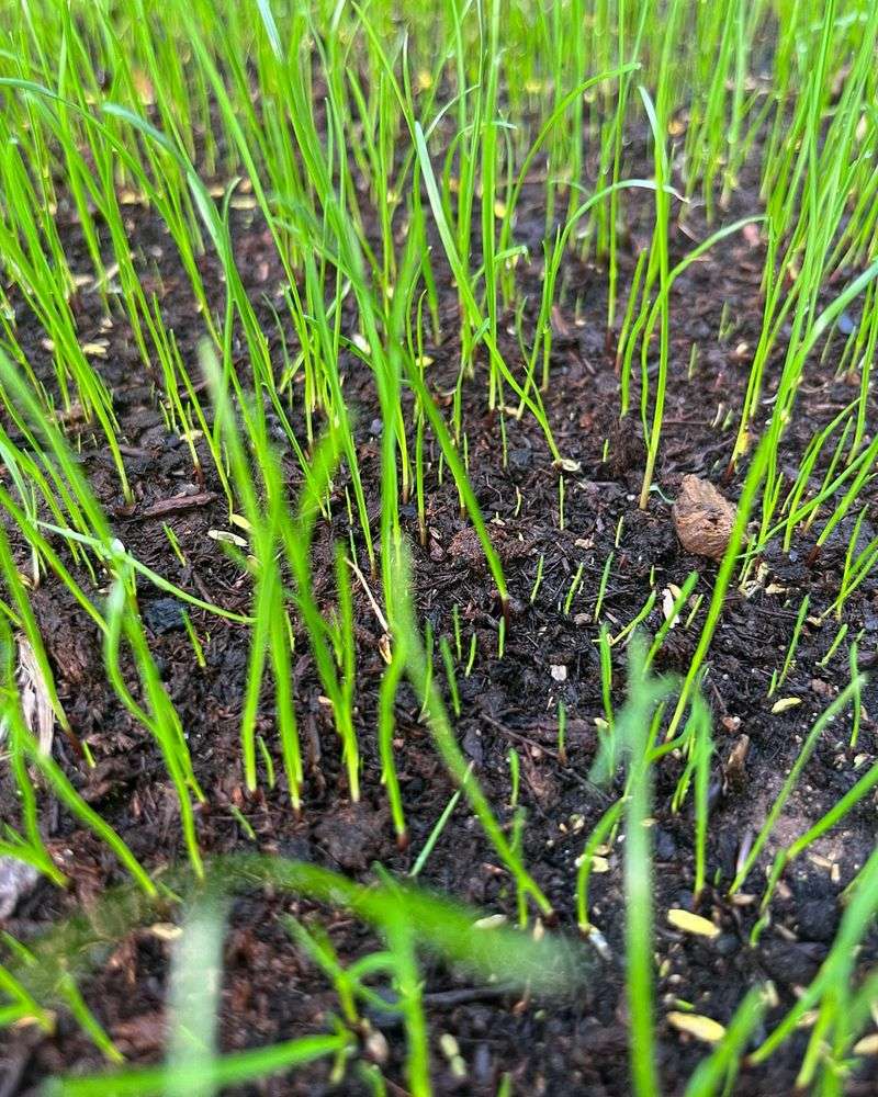 Planting New Grass