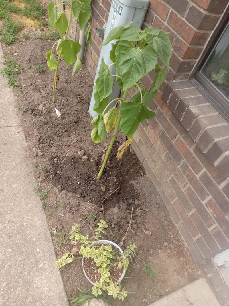 Mulching When Soil Is Bone Dry