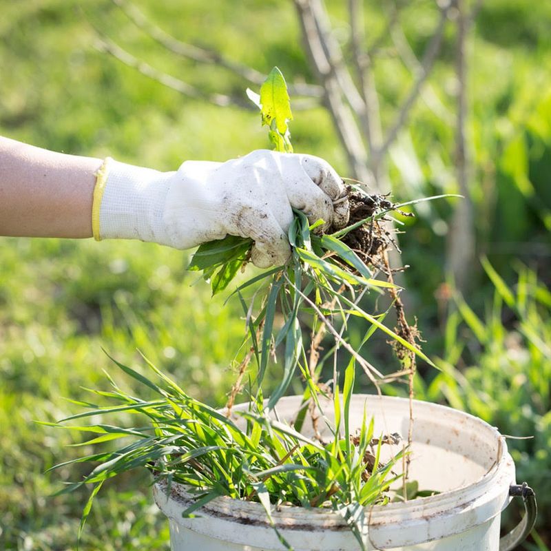 Letting Weeds Grow Before Mulching