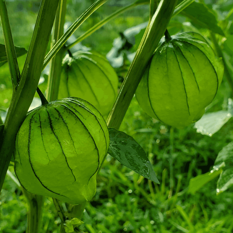 Harvesting Too Late