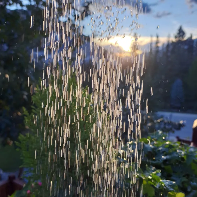 Neglecting Wind Conditions When Watering