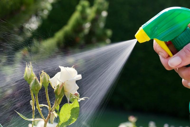 Spraying Pesticides