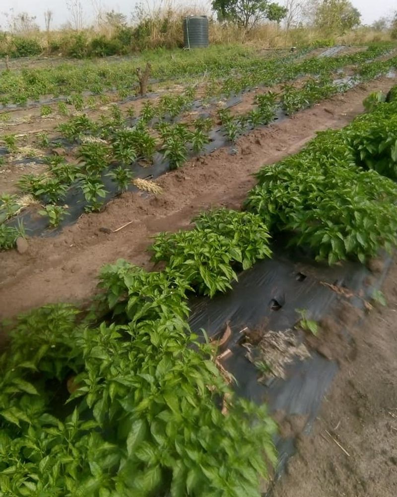 Neglecting Mulch as a Water-Saver
