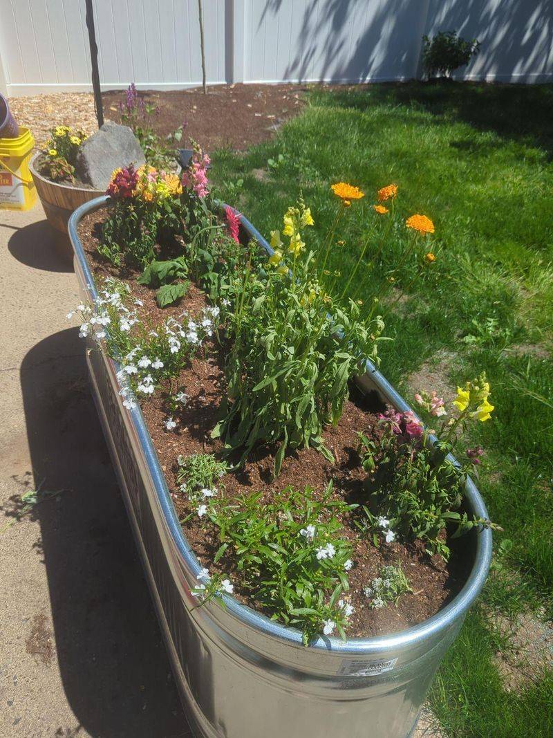 With Chlorinated Water On Sensitive Plants