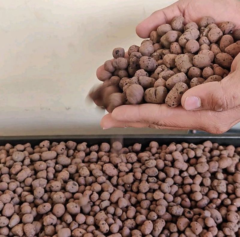 Embrace Hydroponics with LECA Pebbles