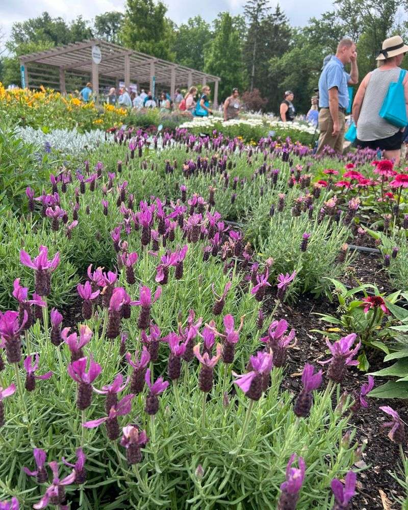 Value-Adder: Low-Maintenance Native Landscaping