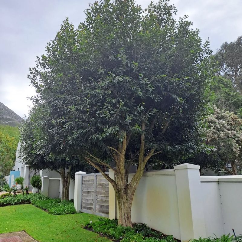 Value-Adder: Mature Trees Properly Placed