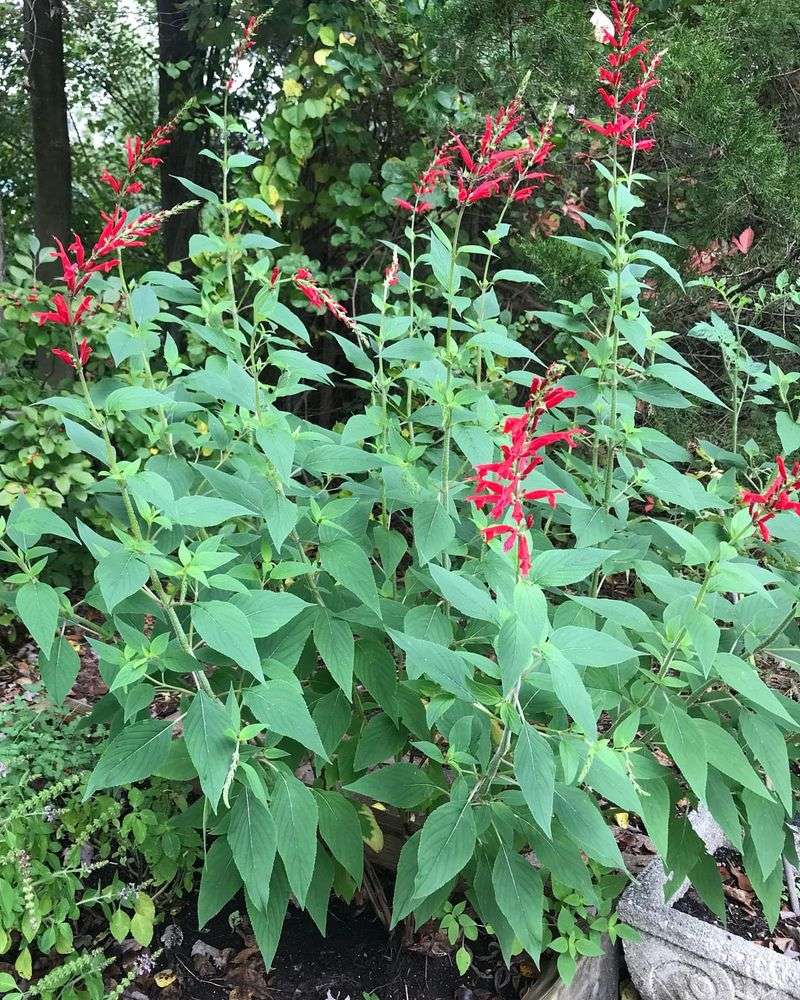 Pineapple Sage - Red Flowers With A Secret