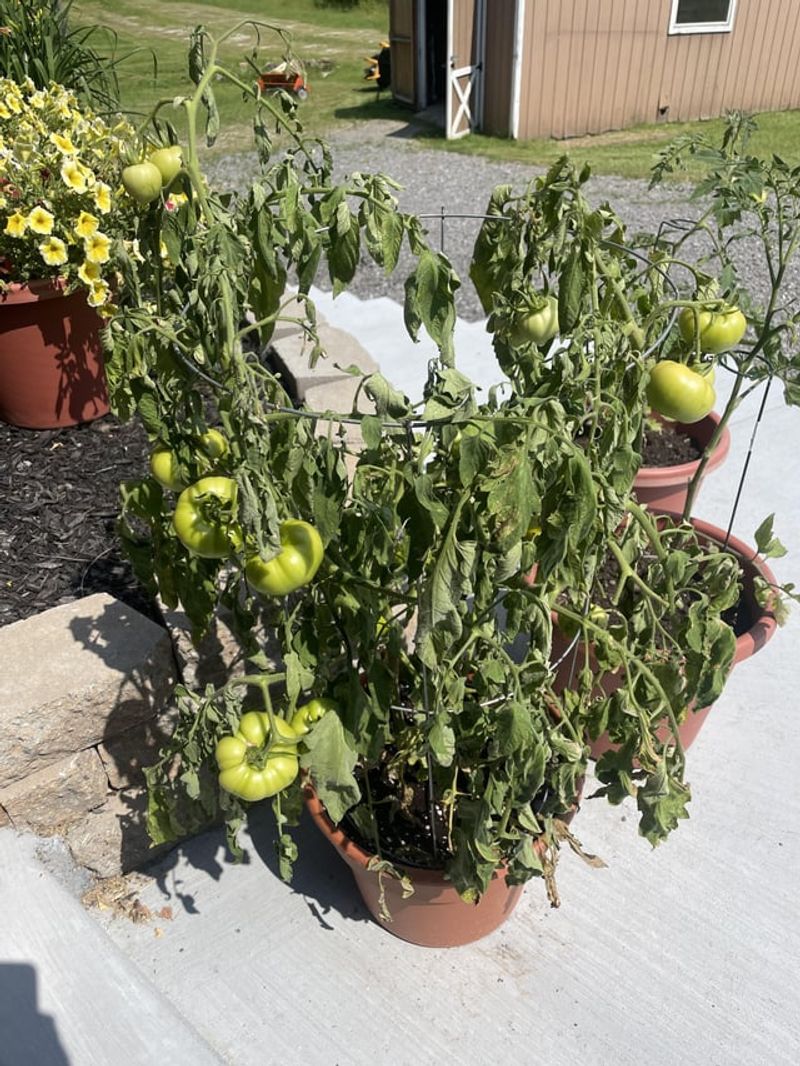 Shallow Container Growing