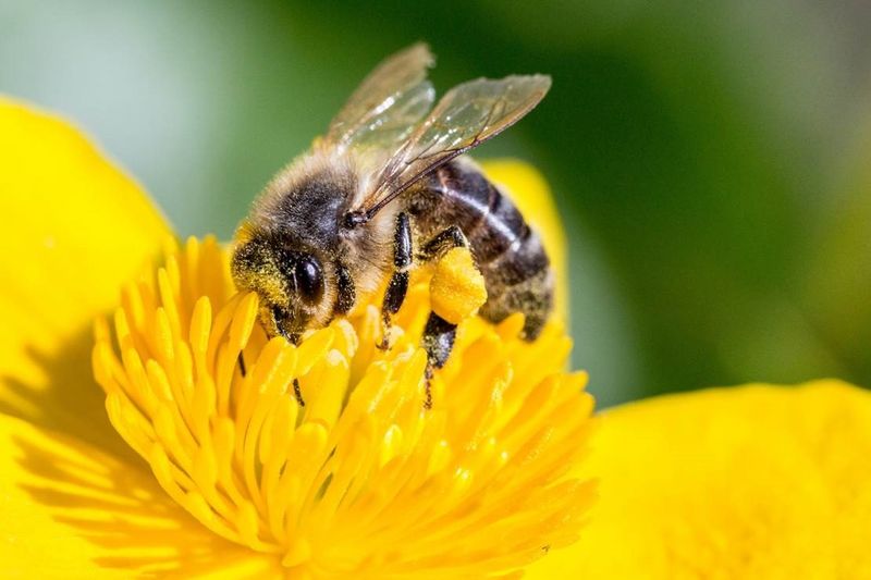 Children Learn Valuable Lessons From Bees