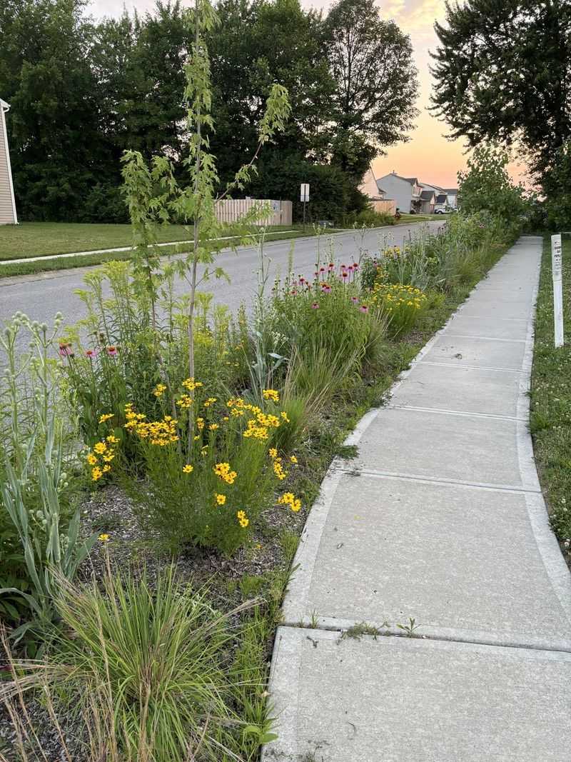 Unapproved Plant Height