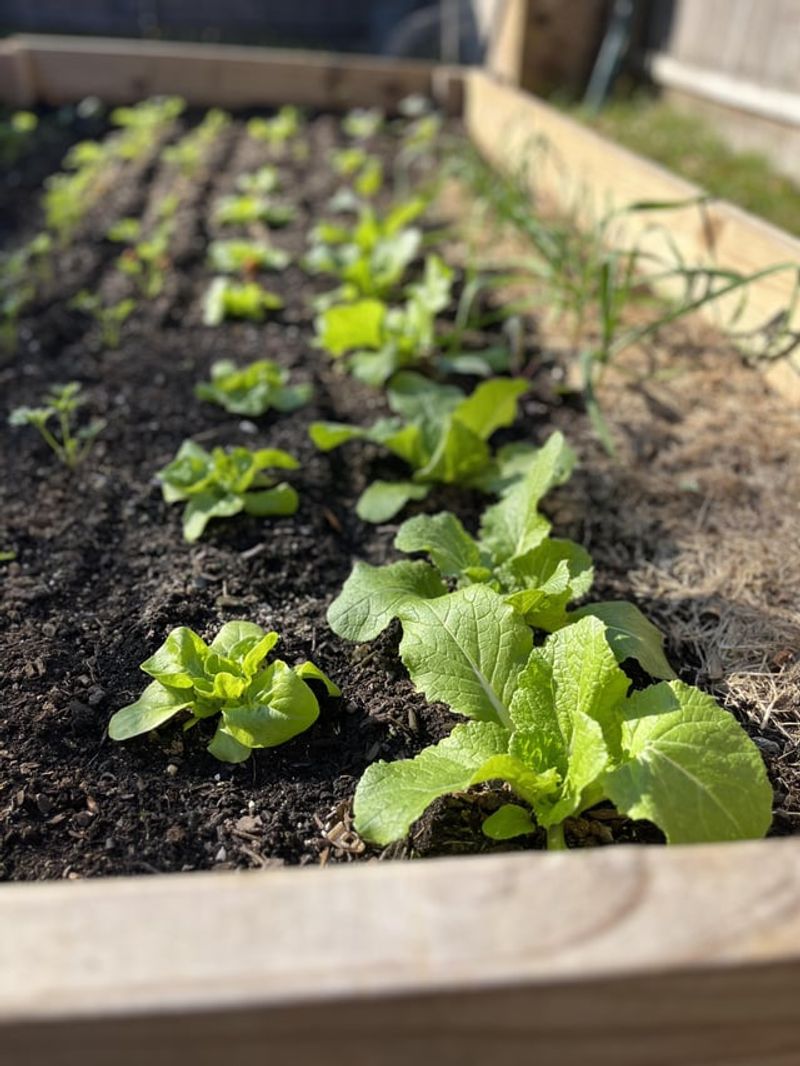 Fall Crop Planting