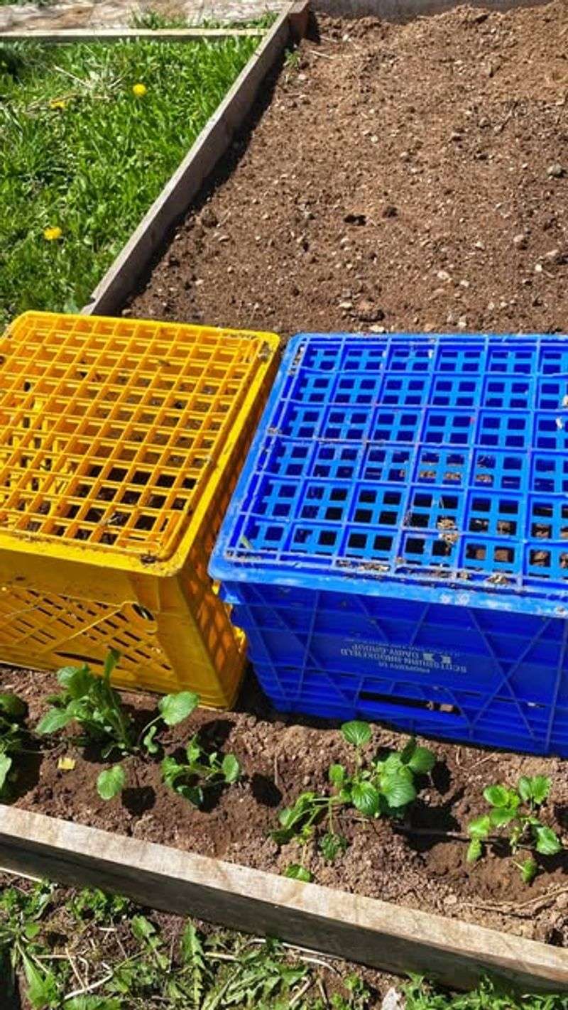 Seedling Hardening Stations