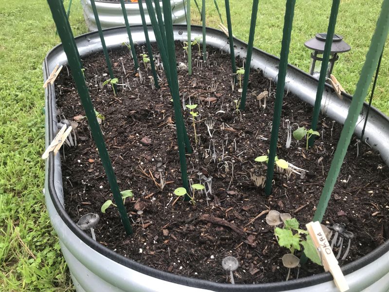 Okra