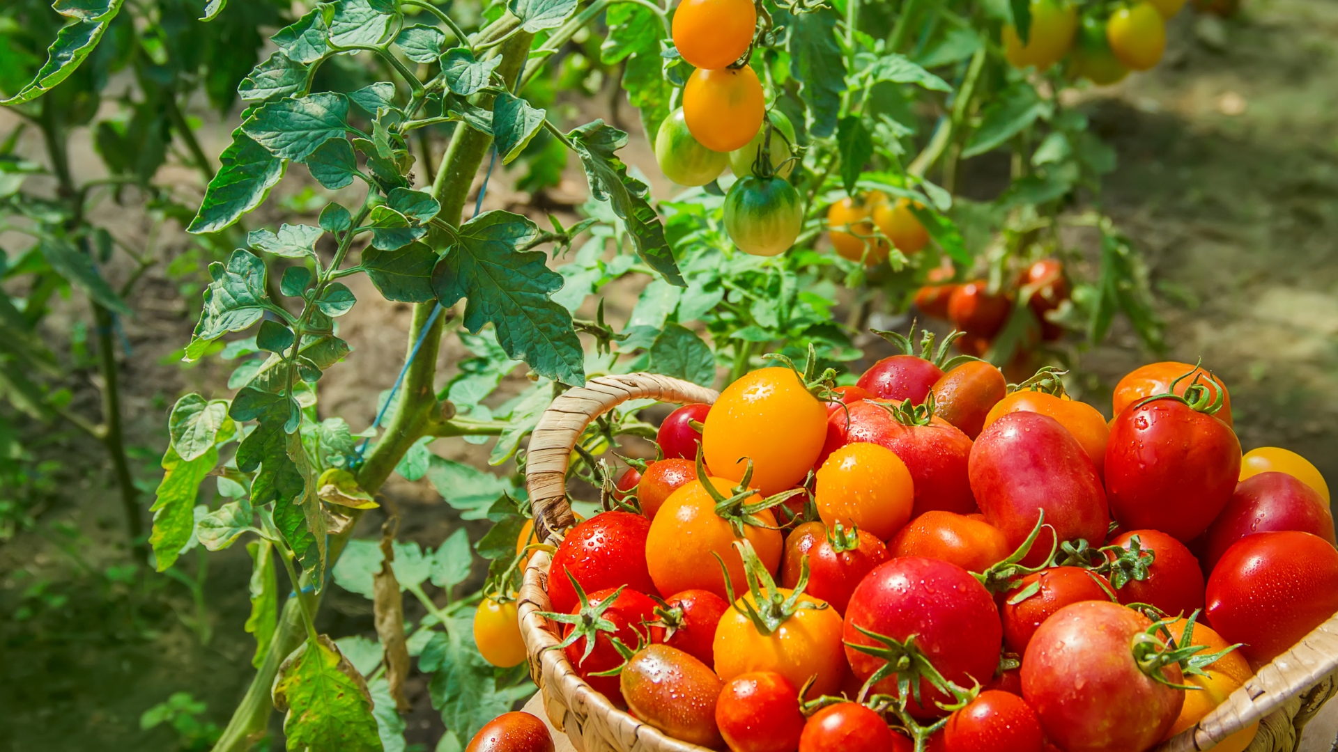 Vegetables That Are Ready To Be Harvested In August