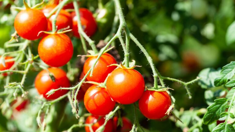 cherry tomatoes
