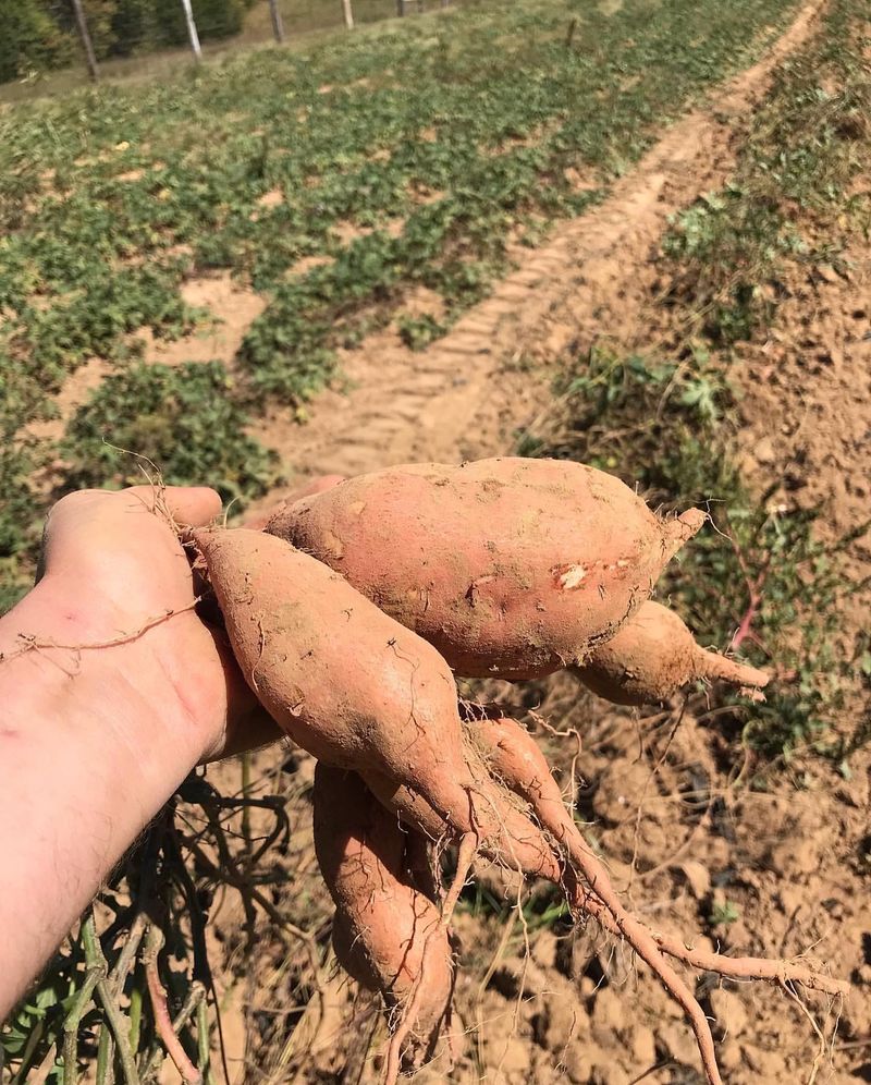 Sweet Potatoes