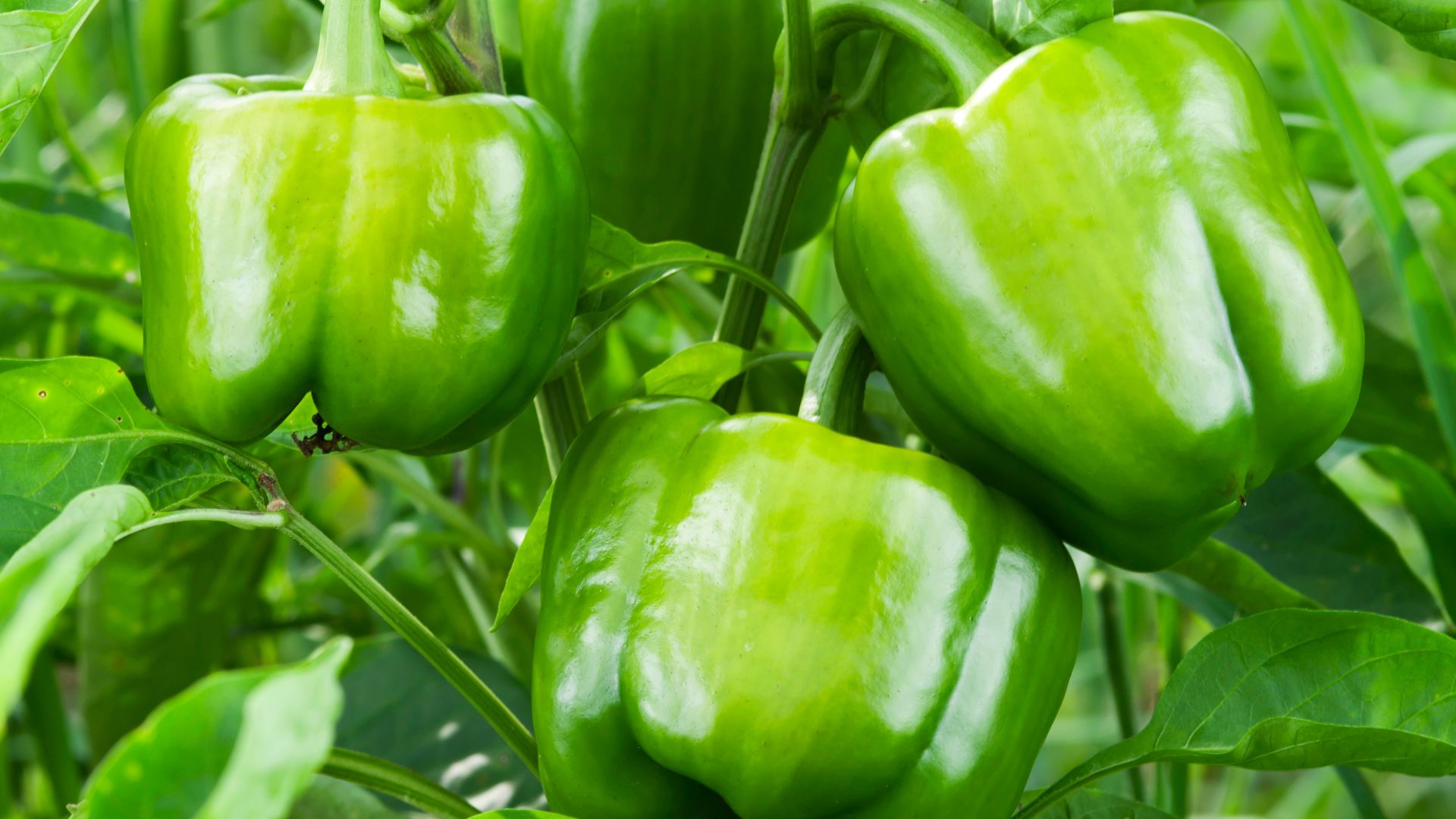 Vegetables To Grow In Utah For A Year’s Worth Of Fresh Food