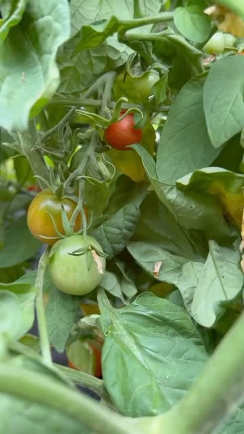 Tomatoes
