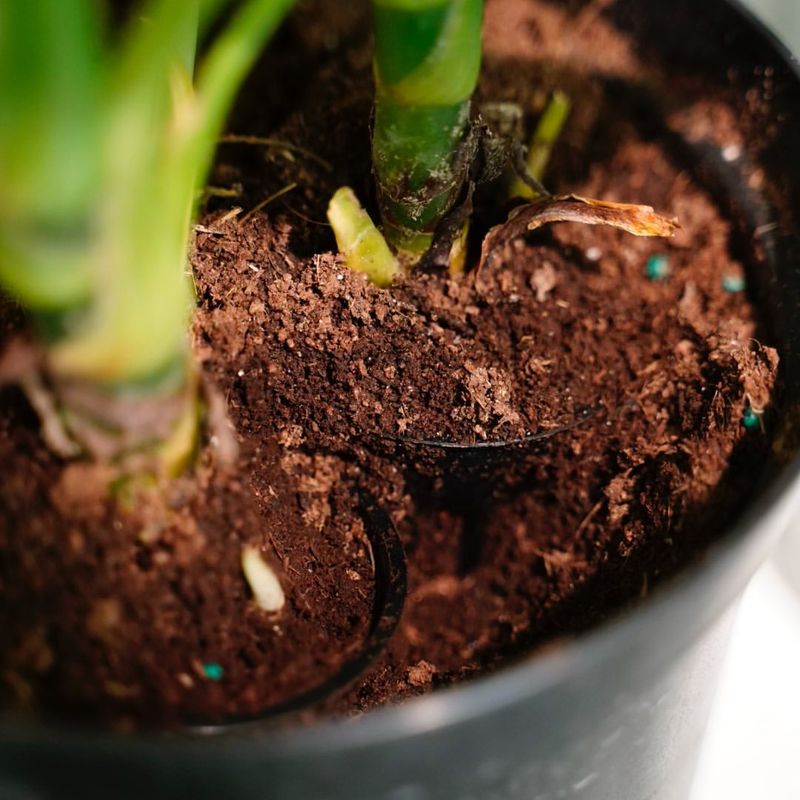 Poor Root Development
