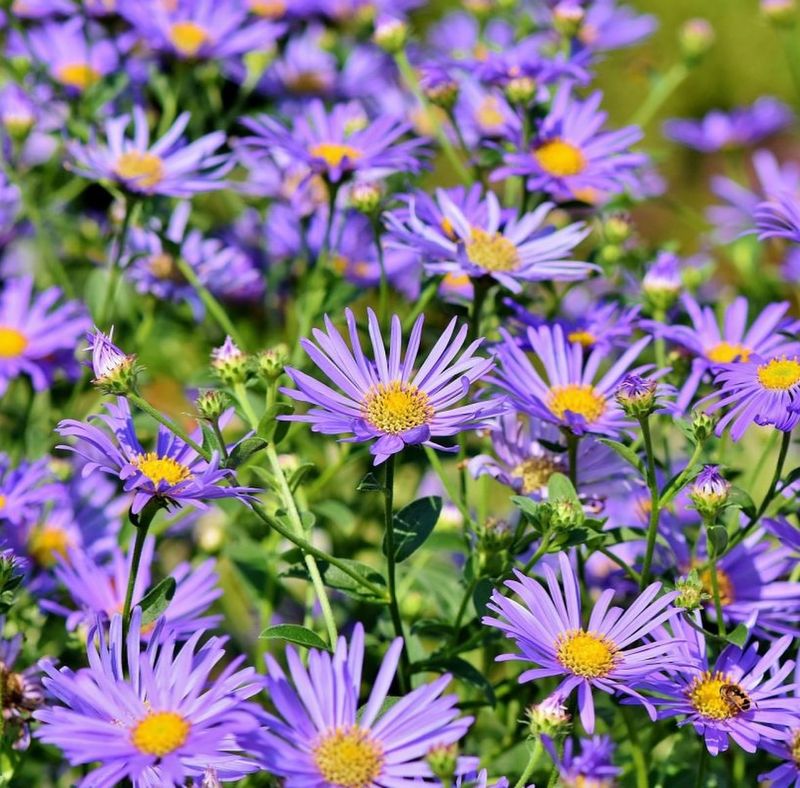Aster