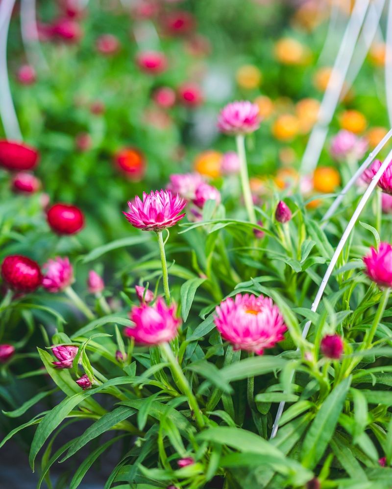 Globe Amaranth's Everlasting Beauty