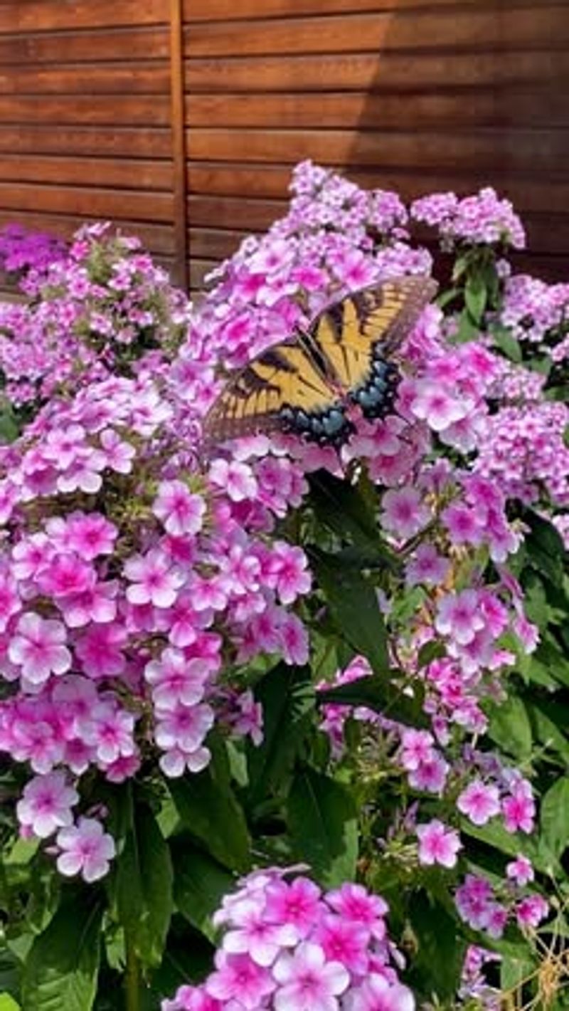 Phlox