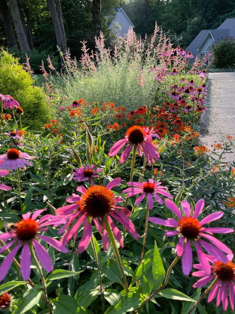 Coneflower