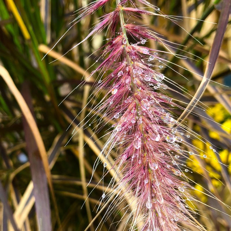 Ornamental Grasses