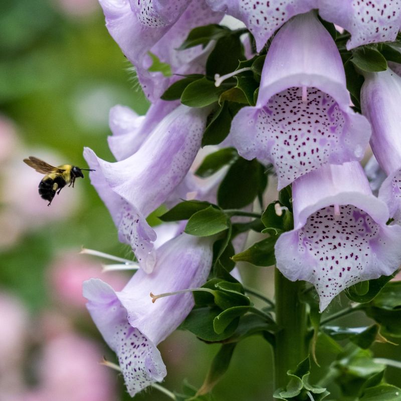 Foxglove