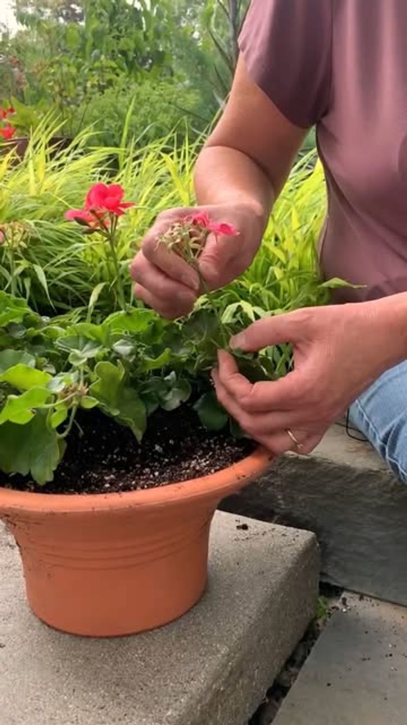 Geraniums Provide Reliable Color