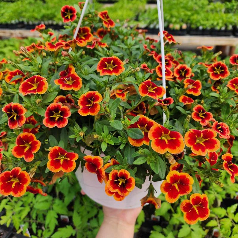 Calibrachoa: Million Bells